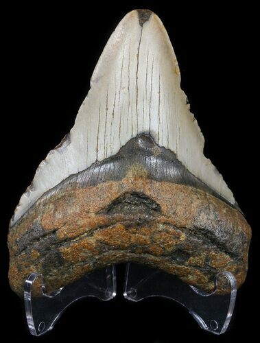 Bargain, Megalodon Tooth - North Carolina #54779
